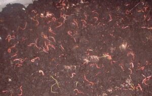 Earthworms-Vermicomposting Heap