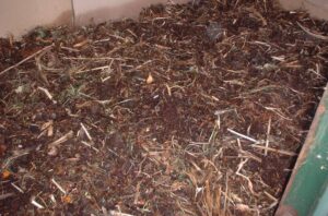 Earthworms-Vermicomposting Peat