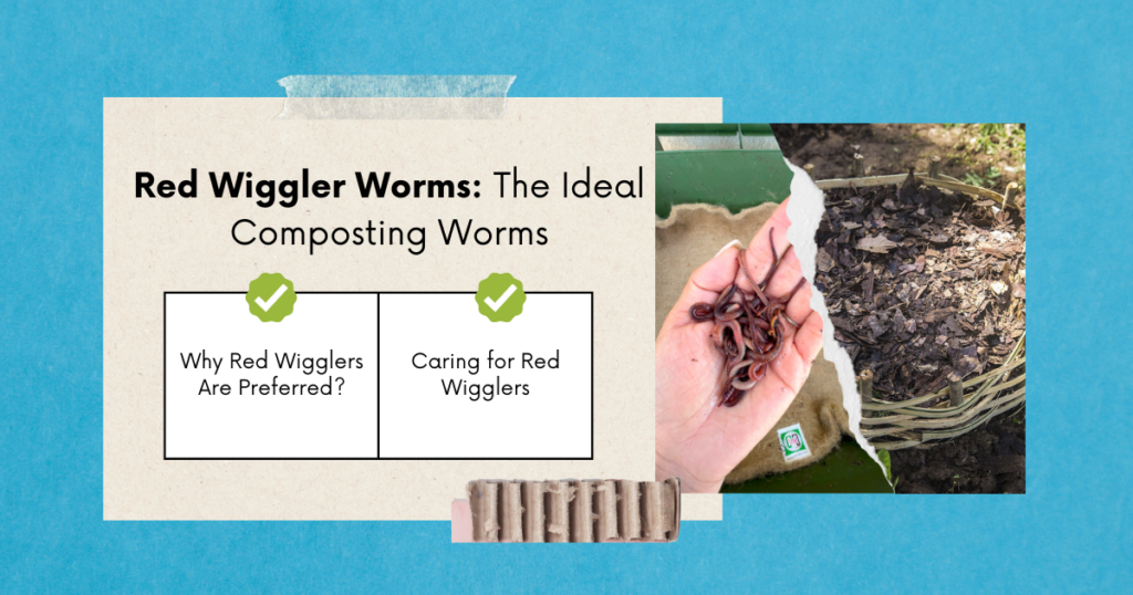 Red wiggler worms