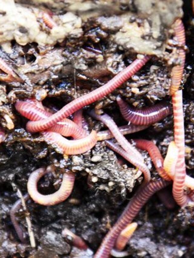 How to make Vermicomposting?