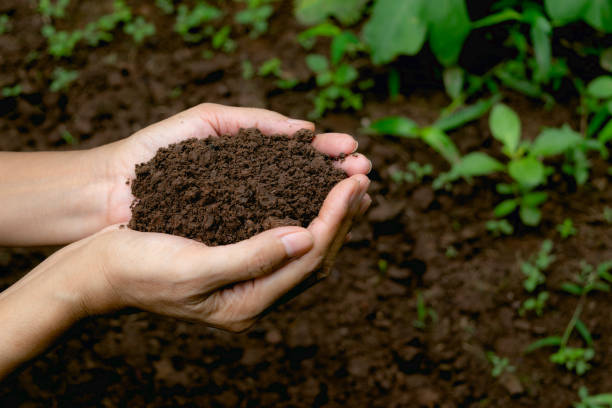 istockphoto 953464358 612x612 1 Guidebest Solar Compost Techniques.