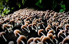 Mushroom cultivation